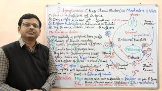 Diabetes Mellitus Part10 Mechanism of Action of Sulfonylurease  Antidiabetic Drugs  Diabetes [upl. by Tala]