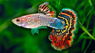 How to Care for Guppy Fish [upl. by Omik360]