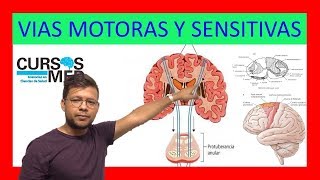 VÍAS SENSITIVAS Y VIAS MOTORAS ✅ [upl. by Nocam]