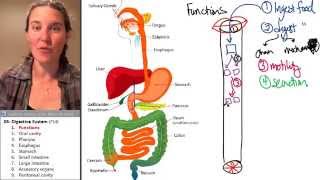 Digestive System 1 Function [upl. by Benji]