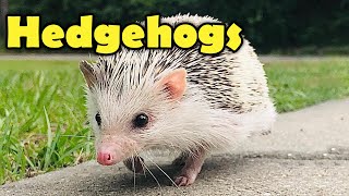 Hedgehogs  10 Cute Facts about the Hedgehog [upl. by Boucher850]