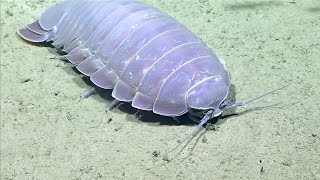 Real Isopod Hours Sure [upl. by Yelra]