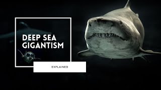 Deep Sea Gigantism Explained [upl. by Gnot]