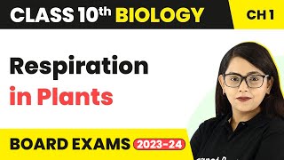 Respiration in Plants  Life Process  Class 10 Biology [upl. by Tilagram]