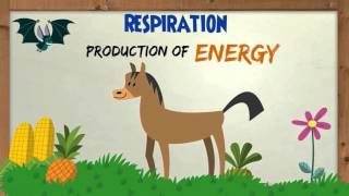 Photosynthesis amp Respiration in Plants [upl. by Daffi106]