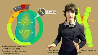 Mitosis Paso a Paso [upl. by Jezabella]