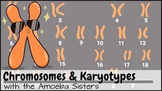 Chromosomes and Karyotypes [upl. by Georgetta]