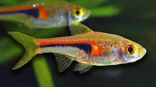 Top 10 Aquarium Fish For Beginners [upl. by Mellar949]