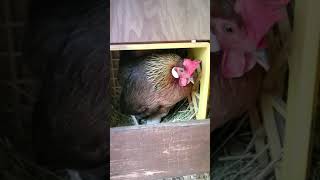 brown leghorn hen lays egg [upl. by Arten]