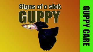 Signs of a sick guppy [upl. by Arther]