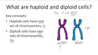 Haploid v Diploid [upl. by Radcliffe30]