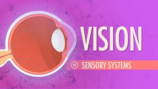 Vision Crash Course Anatomy amp Physiology 18 [upl. by Nicolais784]