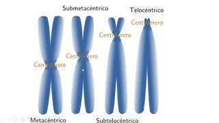 BIOLOGÍA CONCEPTO HAPLOIDE y DIPLOIDE [upl. by Nylaj987]