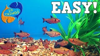 Top 10 Aquarium Fish For Beginners Your First Aquarium [upl. by Salkcin]