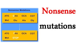 Nonsense mutations [upl. by Arahk]