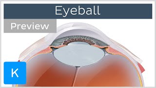 Eyeball structure and function preview  Human Anatomy  Kenhub [upl. by Oner]