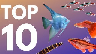 Top 10 Aquarium Fish for Beginners [upl. by Tryck]