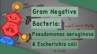 Gram Negative Bacteria Pseudomonas aeruginosa and Escherichia coli [upl. by Pry413]