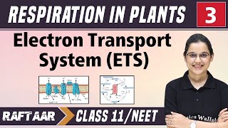 Respiration in Plants 03  ETS  Class 11NEET  RAFTAAR [upl. by Deehan454]