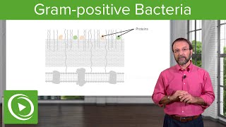 The Grampositive Solution Overview amp Structure– Microbiology  Lecturio [upl. by Akerdal802]