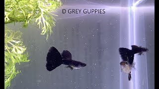 Black Moscow Guppy Strain From Babies to Adults [upl. by Ylicis]