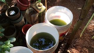 How to grow Green Water Algae [upl. by Rovelli]