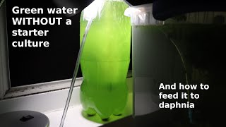 Green Water WITHOUT a Starter Culture  From Scratch  How To [upl. by Mayor]