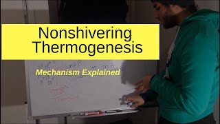 Nonshivering Thermogenesis Explained [upl. by Margarethe]