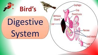 Digestive System  Birds  Structure amp Physiology [upl. by Amorete]