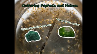 How To Culture Daphnia and Moinas using Green Water Spirulina powder [upl. by Barnebas]