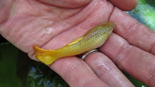 Giant Guppies Freakishly Large Males That Grow as Big as Females [upl. by Enela]