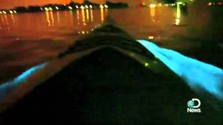 Bioluminescent Waves Explained [upl. by Flemming]