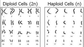 Haploid vs Diploid [upl. by Honey]