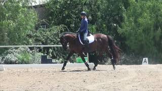 How to ride Dressage Training level test 1 [upl. by Jolyn]