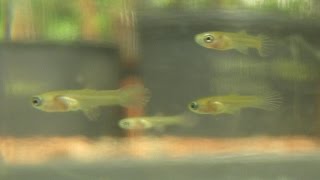 Raising Newborn Guppy Fry Care amp Feeding [upl. by Nodnerb]