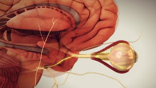 Animated Anatomy and Function of the Eye  Medical Animation [upl. by Macswan]