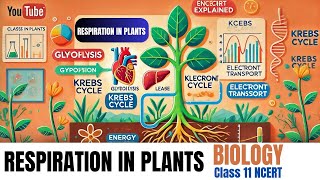 Respiration in Plants  Class 11 Biology Chapter 14  NCERT Explained [upl. by Forlini201]