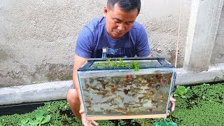 How to Produce Thousands of Different Varieties of GUPPIES [upl. by Hamer]