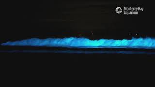 Bioluminescent Waves in Monterey Bay [upl. by Wilkens]