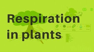 Respiration in Plants [upl. by Stewardson]