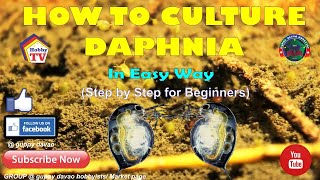 HOW TO CULTURE DAPHNIA In Easy Way [upl. by Rebah]