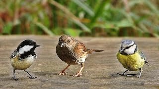 Sons doiseaux de la forêt [upl. by Oremar]