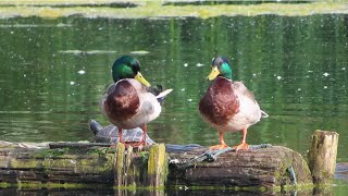 Canon SX740 HS  Ducks Reddish Vale Country Park Stockport [upl. by Fawne]