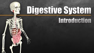 An Introduction to the Digestive System [upl. by Zysk307]